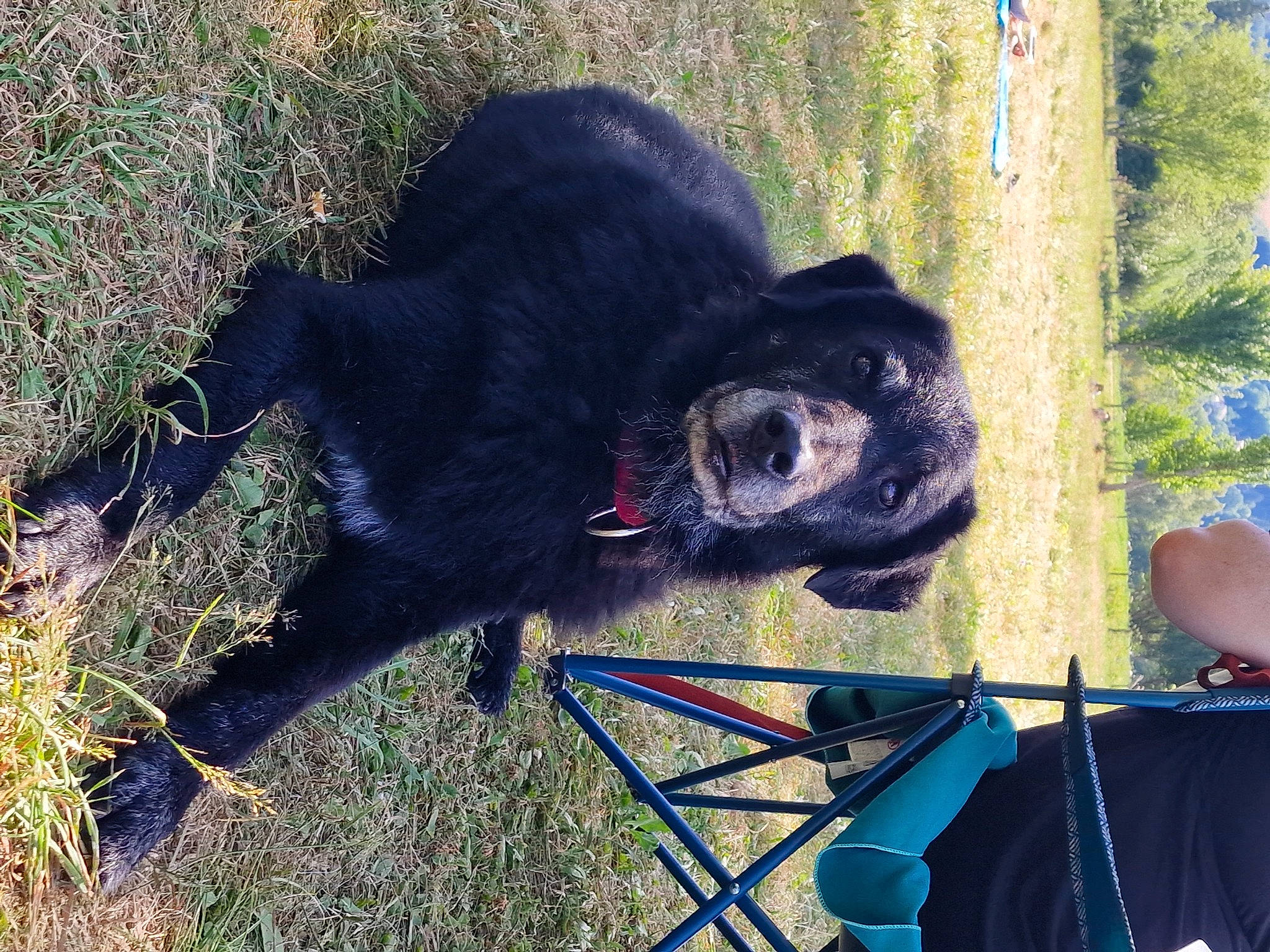 Onyx a rejoint le concours — aidez-le/la à gagner de superbes lots ! automotive_tire, bear, carnivore, collar, companion_dog, dog, dog_breed, dog_collar, electric_blue, fur, grass, leash, mammal, plant, snout, sporting_group, terrestrial_animal, tire, tree, working_animal