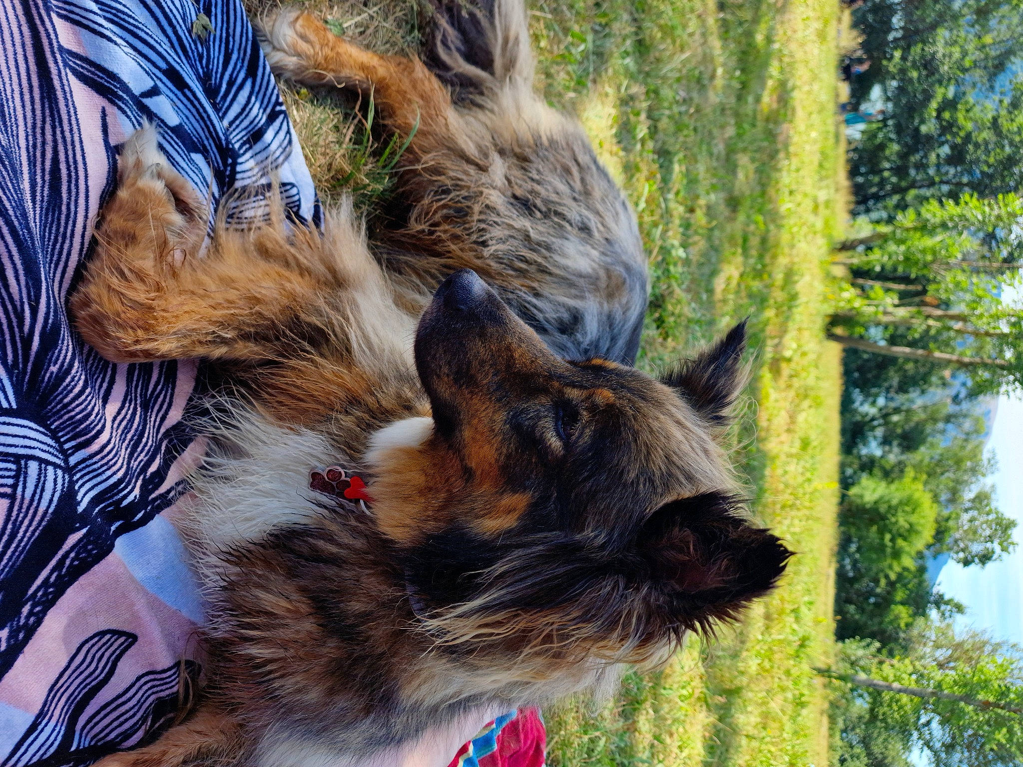 Lipsy participe au concours pour gagner de l'argent avec cette photo : canidae, carnivore, claw, dog_breed, fawn, felidae, fur, grass, plant, small_to_medium_sized_cats, snout, sporting_group, tail, terrestrial_animal, tree, trunk, whiskers, wildlife, wood, working_animal