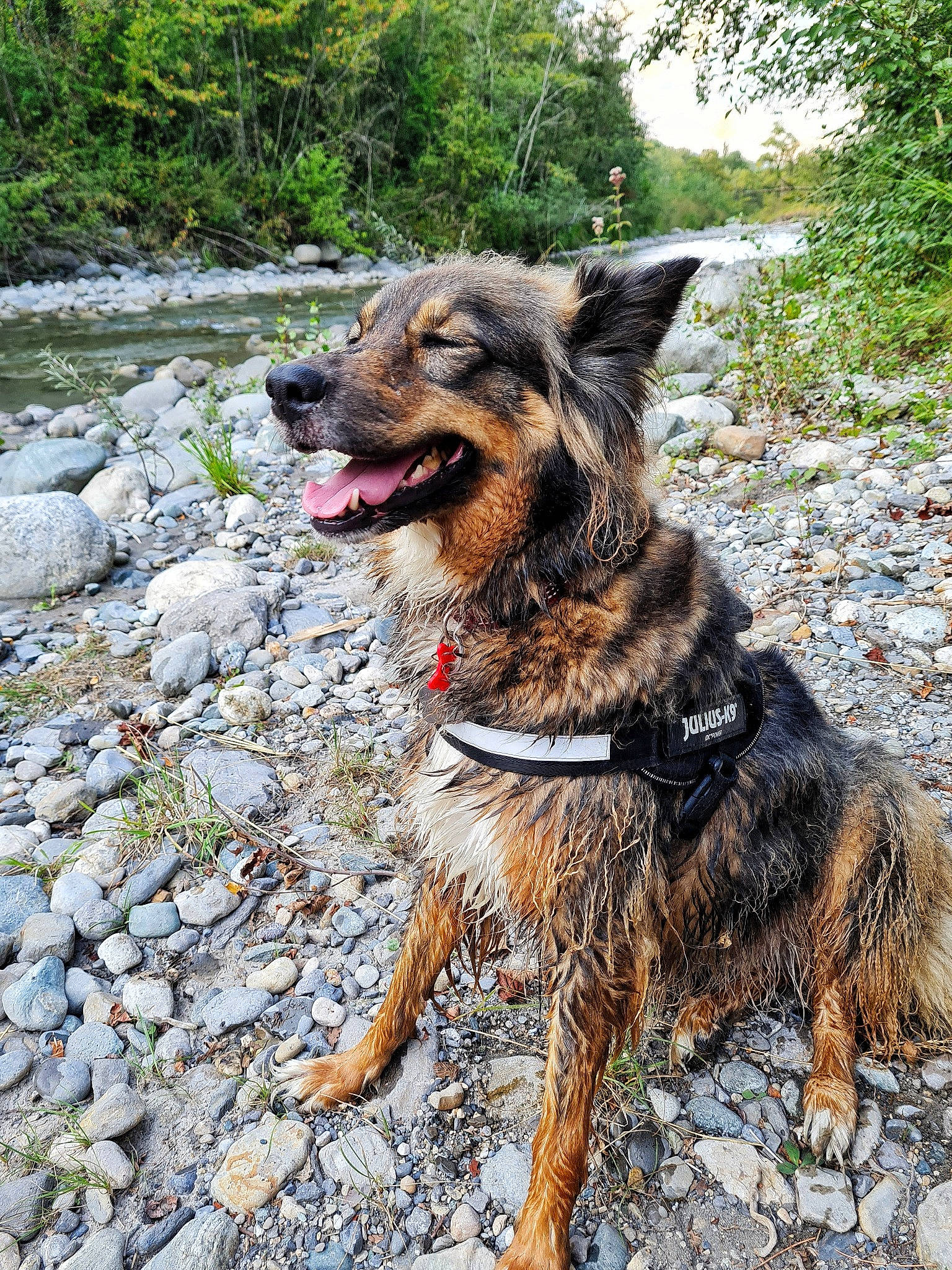 Lipsy participe au concours pour gagner de l'argent avec cette photo : canidae, carnivore, collar, companion_dog, dog, dog_breed, dog_collar, guard_dog, herding_dog, leash, plant, snout, sporting_group, terrestrial_animal, walking, working_animal, working_dog