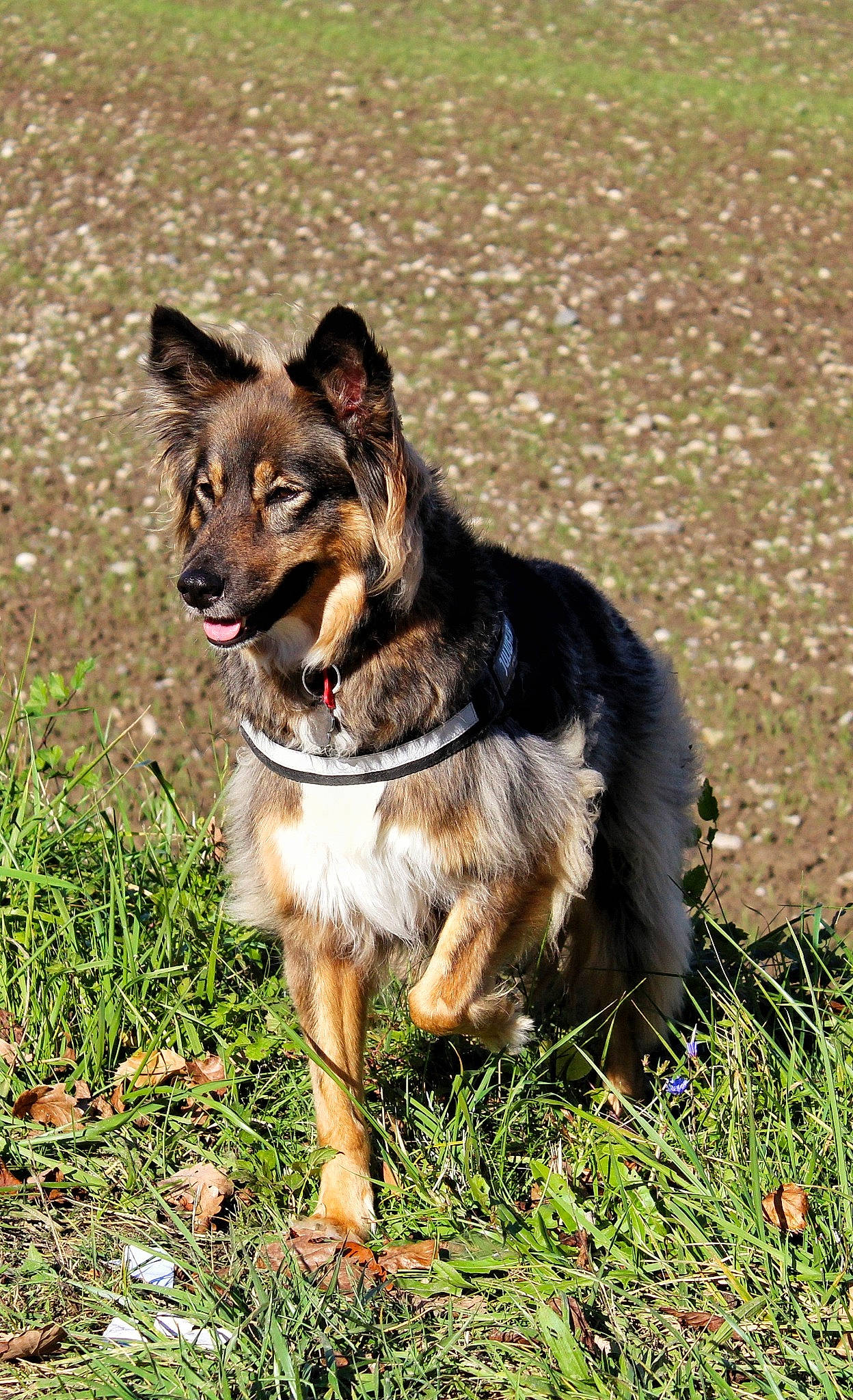 Lipsy participe au concours pour gagner de l'argent avec cette photo : canidae, carnivore, collar, companion_dog, dog, dog_breed, dog_supply, fur, grass, herding_dog, leash, plant, snout, sporting_group, working_animal, working_dog