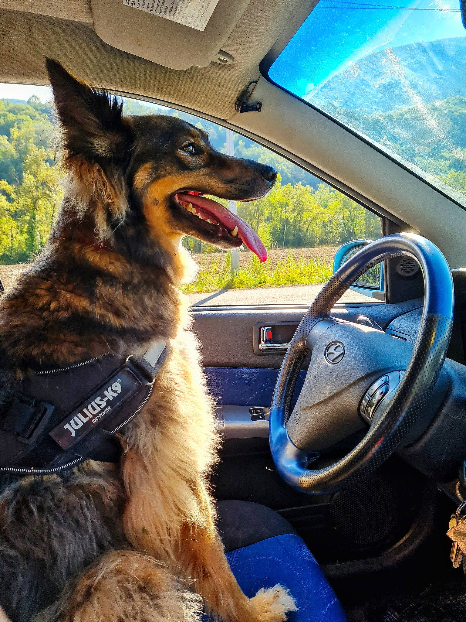 Lipsy participe au concours pour gagner de l'argent avec cette photo : auto_part, automotive_design, automotive_exterior, automotive_mirror, blue, car, carnivore, companion_dog, dog, dog_breed, mode_of_transport, motor_vehicle, personal_luxury_car, plant, snout, steering_part, steering_wheel, vehicle, vehicle_door, window