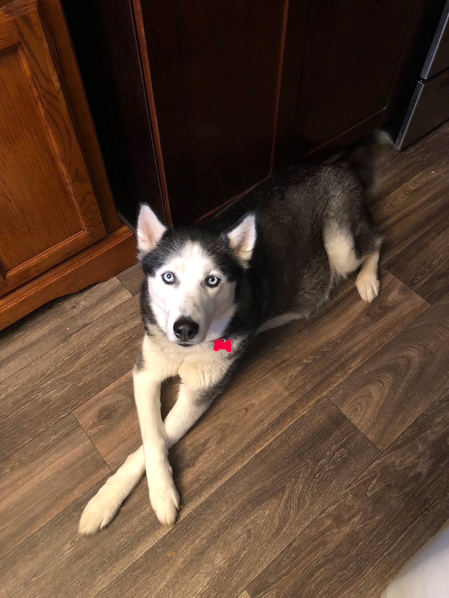 Kiera is registered to the contest to win money with this photo: alaskan_klee_kai, alaskan_malamute, canidae, carnivore, dog, dog_breed, east_siberian_laika, jamthund, labrador_husky, mammal, miniature_siberian_husky, northern_inuit_dog, sakhalin_husky, seppala_siberian_sleddog, siberian_husky, sled_dog, snout, tamaskan_dog, vertebrate, wolfdog