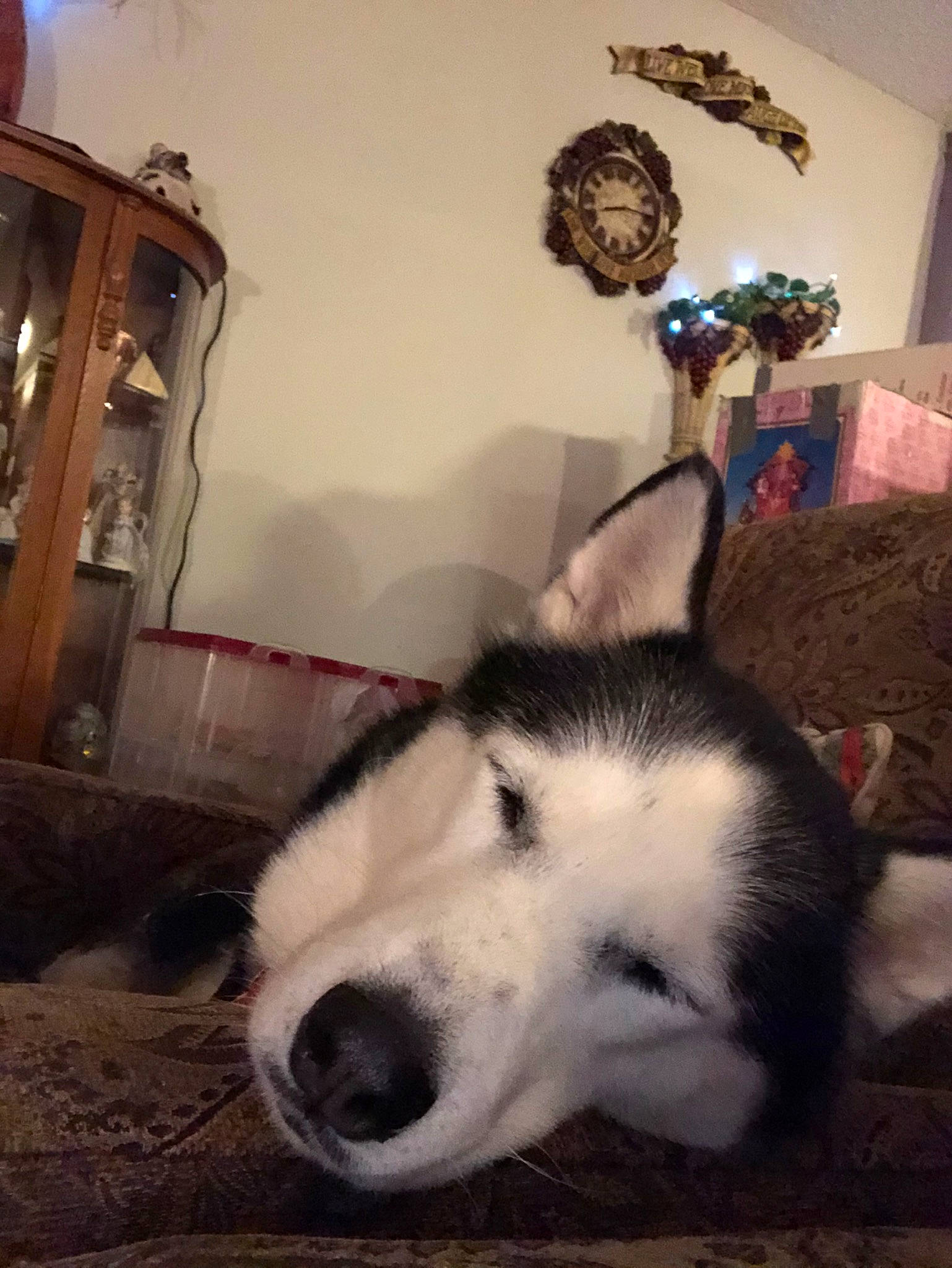 Kiera joined the competition — help win amazing prizes! alaskan_malamute, canadian_eskimo_dog, canidae, carnivore, czechoslovakian_wolfdog, dog, dog_breed, mammal, miniature_siberian_husky, native_american_indian_dog, northern_inuit_dog, rare_breed_dog, sakhalin_husky, seppala_siberian_sleddog, siberian_husky, sled_dog, snout, tamaskan_dog, wolfdog, working_dog
