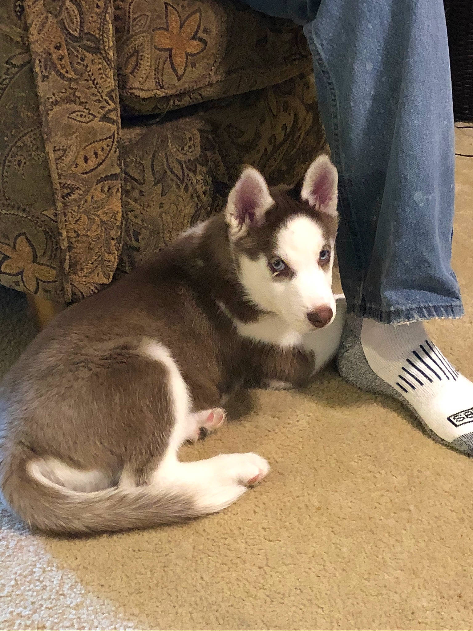 Arrow joined the competition — help win amazing prizes! alaskan_klee_kai, alaskan_malamute, canadian_eskimo_dog, canidae, carnivore, dog, dog_breed, labrador_husky, mammal, miniature_siberian_husky, native_american_indian_dog, northern_inuit_dog, rare_breed_dog, sakhalin_husky, seppala_siberian_sleddog, siberian_husky, sled_dog, tamaskan_dog, vertebrate, wolfdog