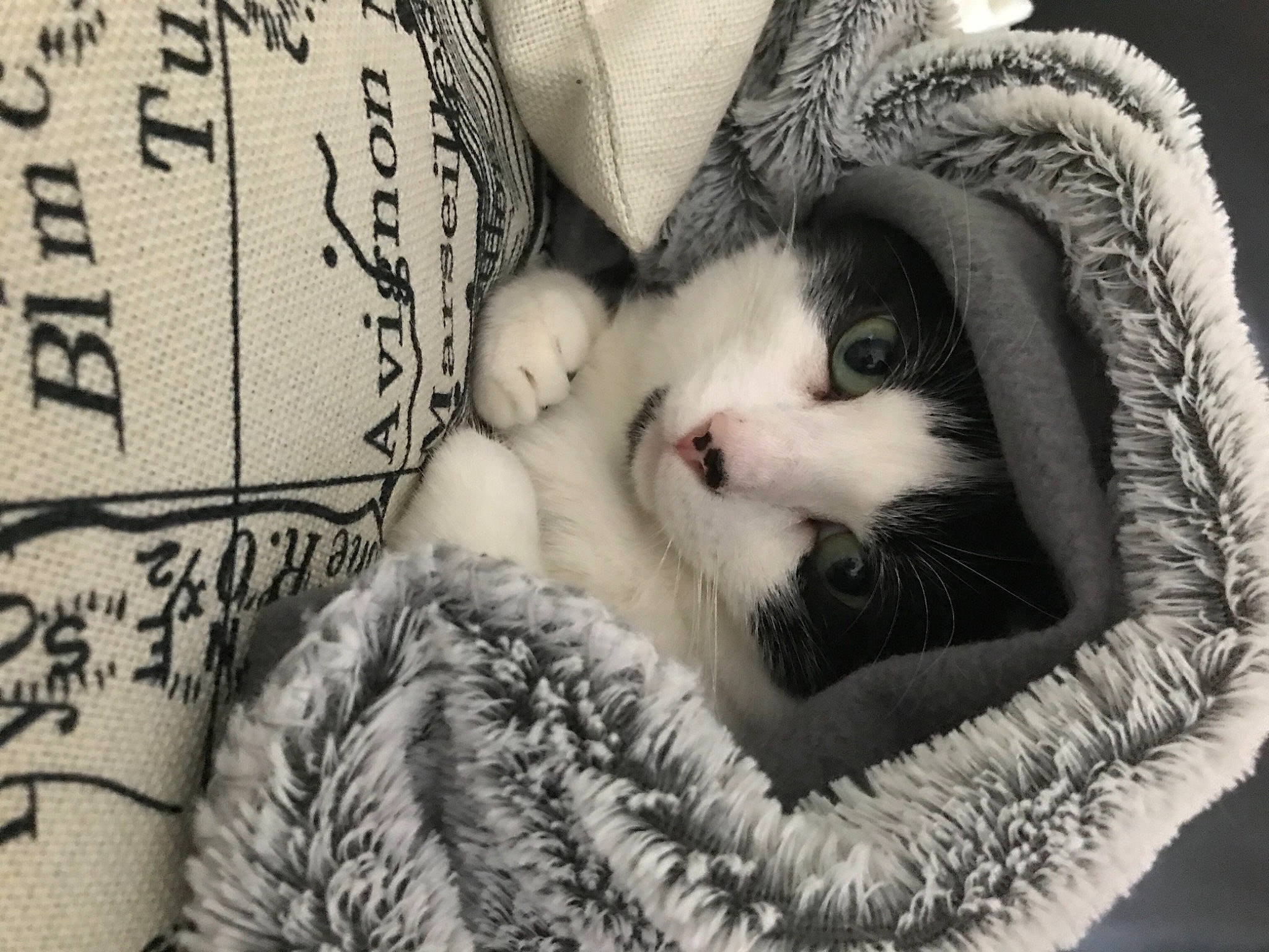 Crapouille a rejoint le concours — aidez-le/la à gagner de superbes lots ! basket, carnivore, cat, cat_bed, close_up, comfort, domestic_short_haired_cat, felidae, fur, mammal, monochrome, monochrome_photography, pattern, small_to_medium_sized_cats, snout, textile, whiskers, white, wool, woolen