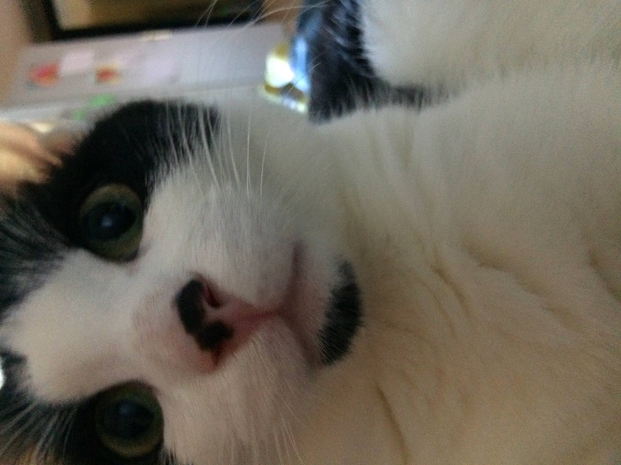 Crapouille a rejoint le concours — aidez-le/la à gagner de superbes lots ! carnivore, cat, comfort, domestic_short_haired_cat, felidae, fur, paw, small_to_medium_sized_cats, snout, terrestrial_animal, whiskers