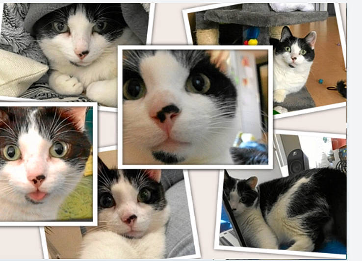 Crapouille a rejoint le concours — aidez-le/la à gagner de superbes lots ! carnivore, cat, collage, electronic_device, eye, eyebrow, facial_expression, felidae, iris, mammal, nose, photograph, rectangle, small_to_medium_sized_cats, snapshot, snout, technology, vertebrate, whiskers, white