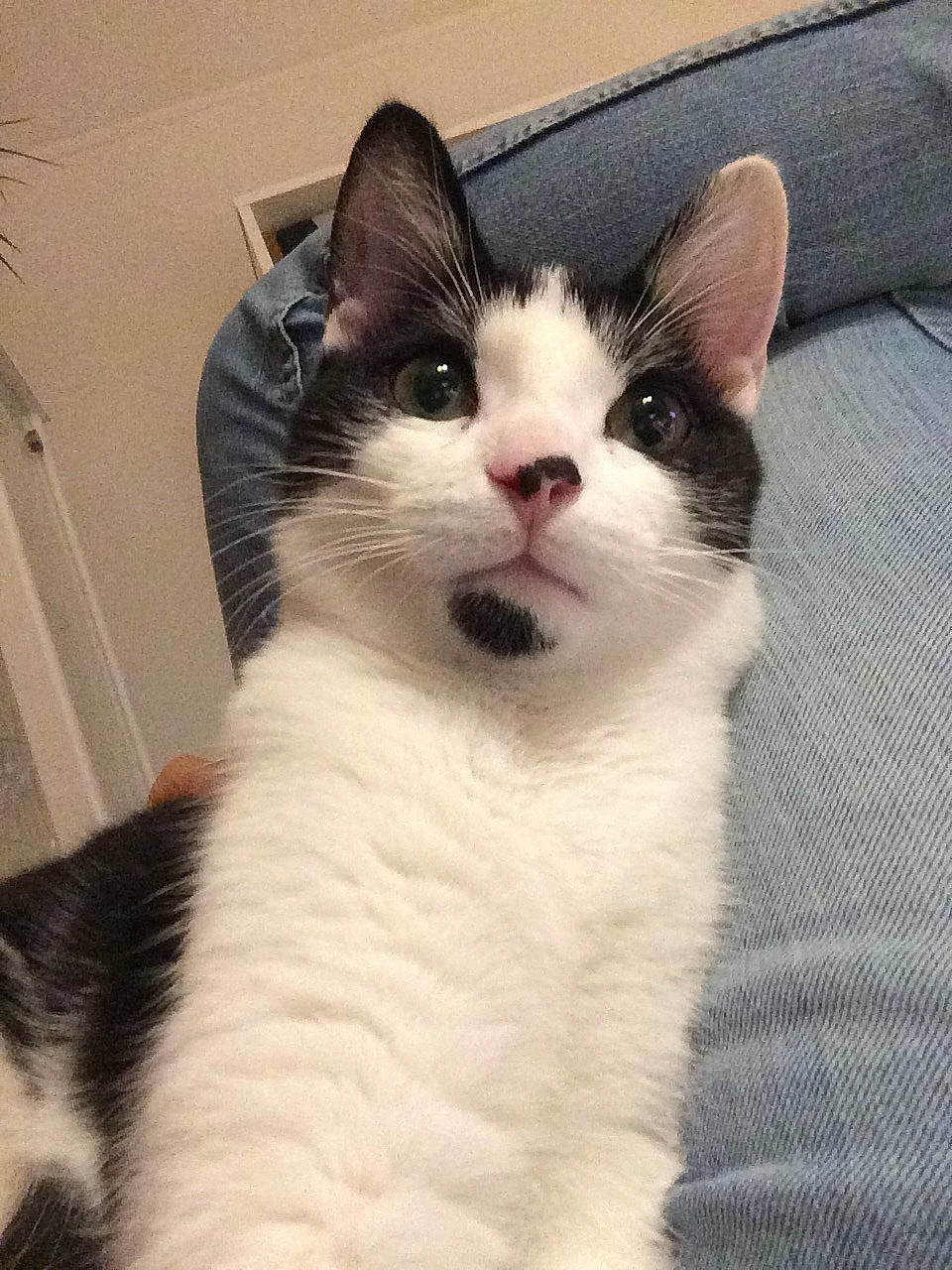 Crapouille a rejoint le concours — aidez-le/la à gagner de superbes lots ! carnivore, cat, comfort, domestic_short_haired_cat, felidae, fur, paw, sitting, small_to_medium_sized_cats, snout, square, tail, terrestrial_animal, whiskers, window