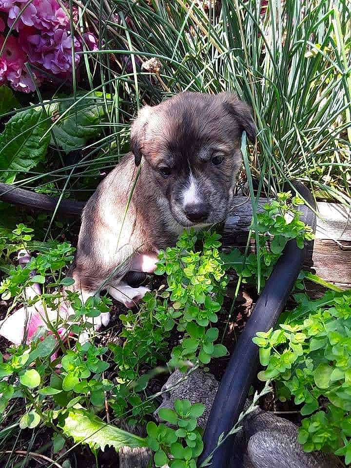 Loki is registered to the contest to win money with this photo: american_pit_bull_terrier, canidae, carnivore, catahoula_bulldog, dog, dog_breed, fawn, flower, mammal, mountain_cur, perro_de_presa_canario, perro_de_presa_mallorquin, plant, puppy, sporting_group