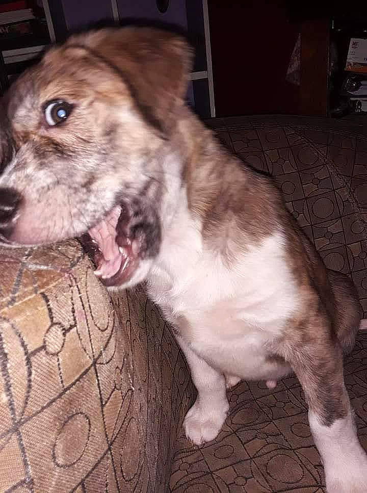 Loki is registered to the contest to win money with this photo: american_pit_bull_terrier, canidae, carnivore, dog, dog_breed, fawn, mammal, non_sporting_group, pit_bull, rare_breed_dog, snout, sporting_group, vertebrate