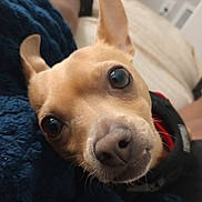 Chico is registered to the contest to win money with this photo: dog, close_up, pet, ears, eyes, blanket, indoor, bed, person, legs, black_sock, snout, fur, curious, cozy, resting, portrait, canine, companion, relaxing