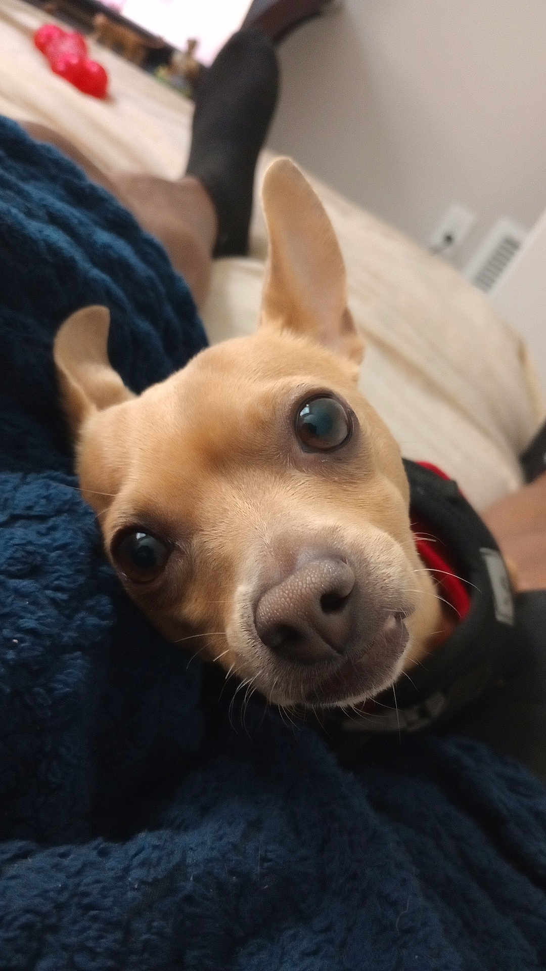 Chico is registered to the contest to win money with this photo: dog, close_up, pet, ears, eyes, blanket, indoor, bed, person, legs, black_sock, snout, fur, curious, cozy, resting, portrait, canine, companion, relaxing