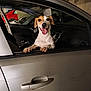 Rocky participe au concours pour gagner de l'argent avec cette photo : dog, car, window, parking_garage, pet, animal, tongue_out, happy, silver_car, door_handle, interior, vehicle, smiling, canine, head, ears, leash, paw, looking, front_seat
