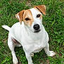 Rocky a rejoint le concours — aidez-le/la à gagner de superbes lots ! dog, grass, outdoor, pet, animal, canine, sitting, white, brown, ears, fur, nature, cute, portrait, friendly, looking_up, playful, alert, mammal, companion