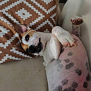 Rocky a rejoint le concours — aidez-le/la à gagner de superbes lots ! dog, spotted, lying_down, belly_up, couch, pillow, brown, white, relaxed, pet, indoor, fur, ears, paw, nose, home, resting, animal, cute, companion