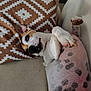 dog, spotted, lying_down, belly_up, couch, pillow, brown, white, relaxed, pet, indoor, fur, ears, paw, nose, home, resting, animal, cute, companion