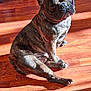 dog, french_bulldog, brindle, indoor, wooden_floor, sunlight, pet, animal, sitting, relaxed, canine, face, ears, paw, fur, shadow, home, appliance, plastic_container, daylight