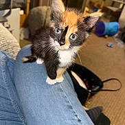 Cookie is registered to the contest to win money with this photo: kitten, cat, calico, indoor, pet, blue_eyes, denim, leg, carpet, furniture, cat_toy, curious, cute, small, whiskers, ears, domestic_cat, animal, mammal, young