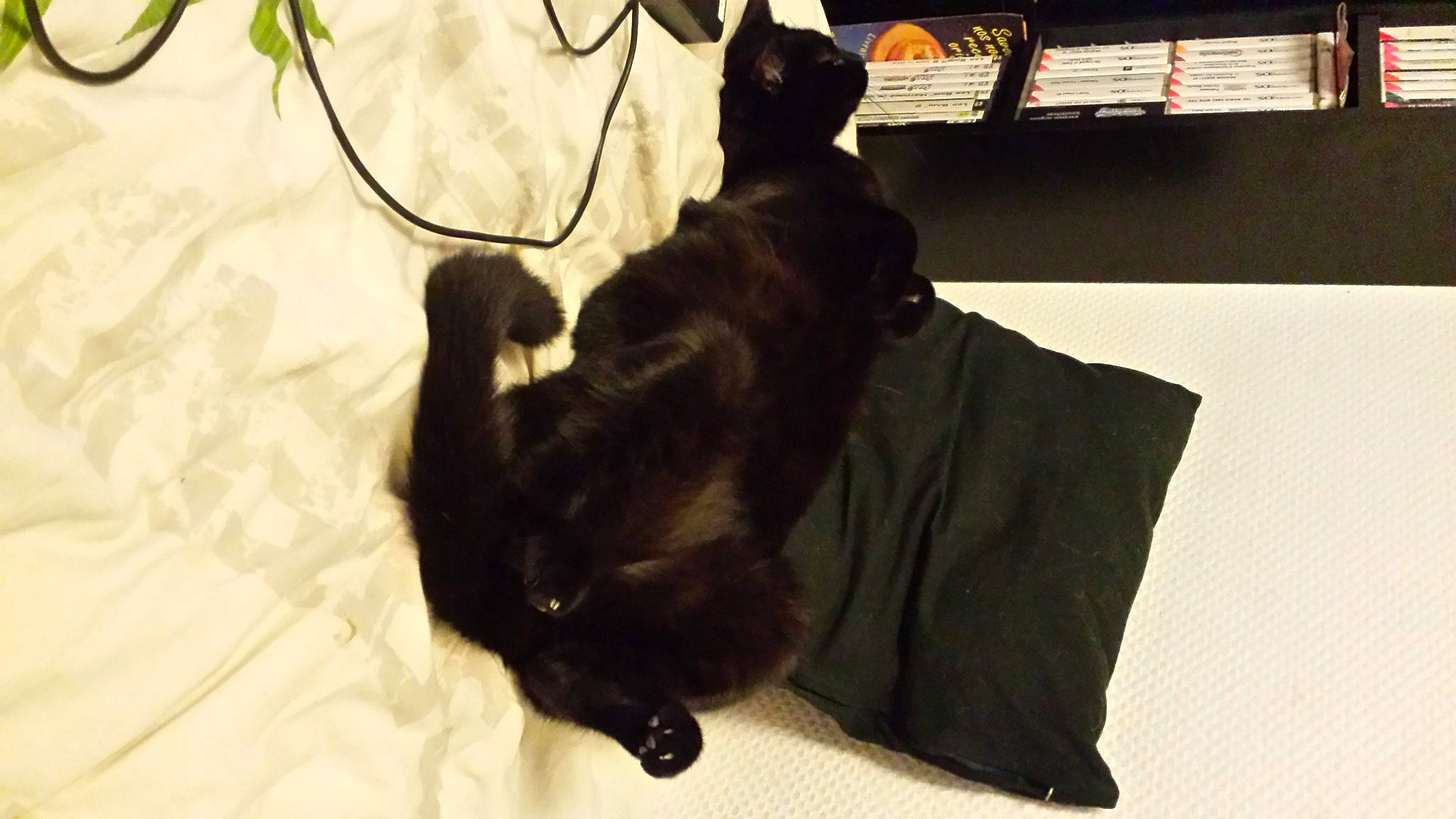 Dewey participe au concours pour gagner de l'argent avec cette photo : black_cat, bombay, canidae, carnivore, cat, comfort, companion_dog, dog_breed, felidae, fur, linens, paw, pet_supply, shadow, small_to_medium_sized_cats, snout, sporting_group, tail, terrestrial_animal, whiskers