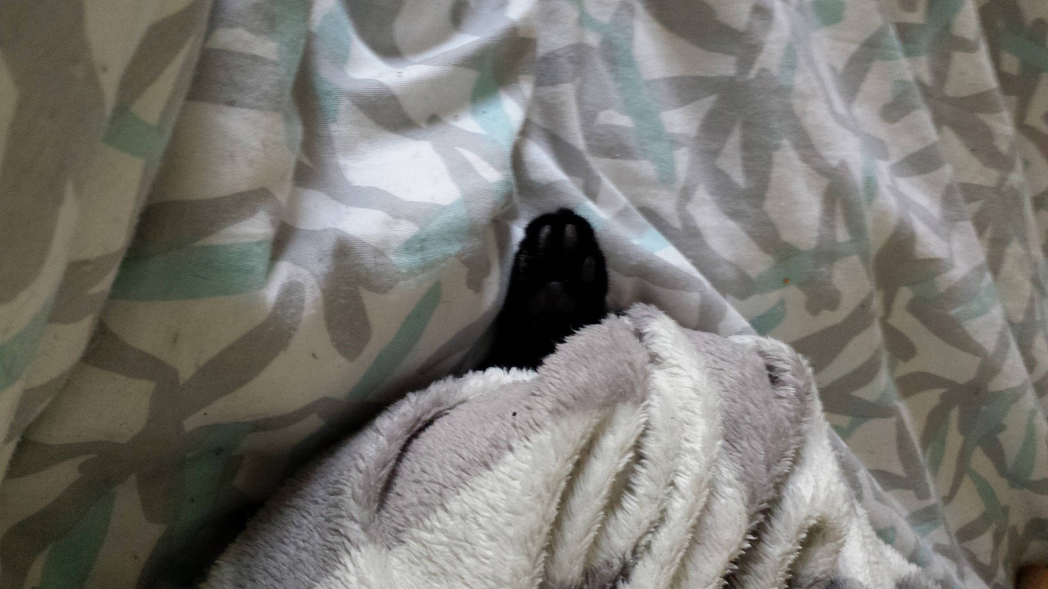 Dewey a rejoint le concours — aidez-le/la à gagner de superbes lots ! bed_sheet, bedding, comfort, dog, dog_breed, felidae, fur, grey, human_leg, linens, military_camouflage, pattern, room, sleeve, small_to_medium_sized_cats, snout, tail, textile, whiskers, wrinkle