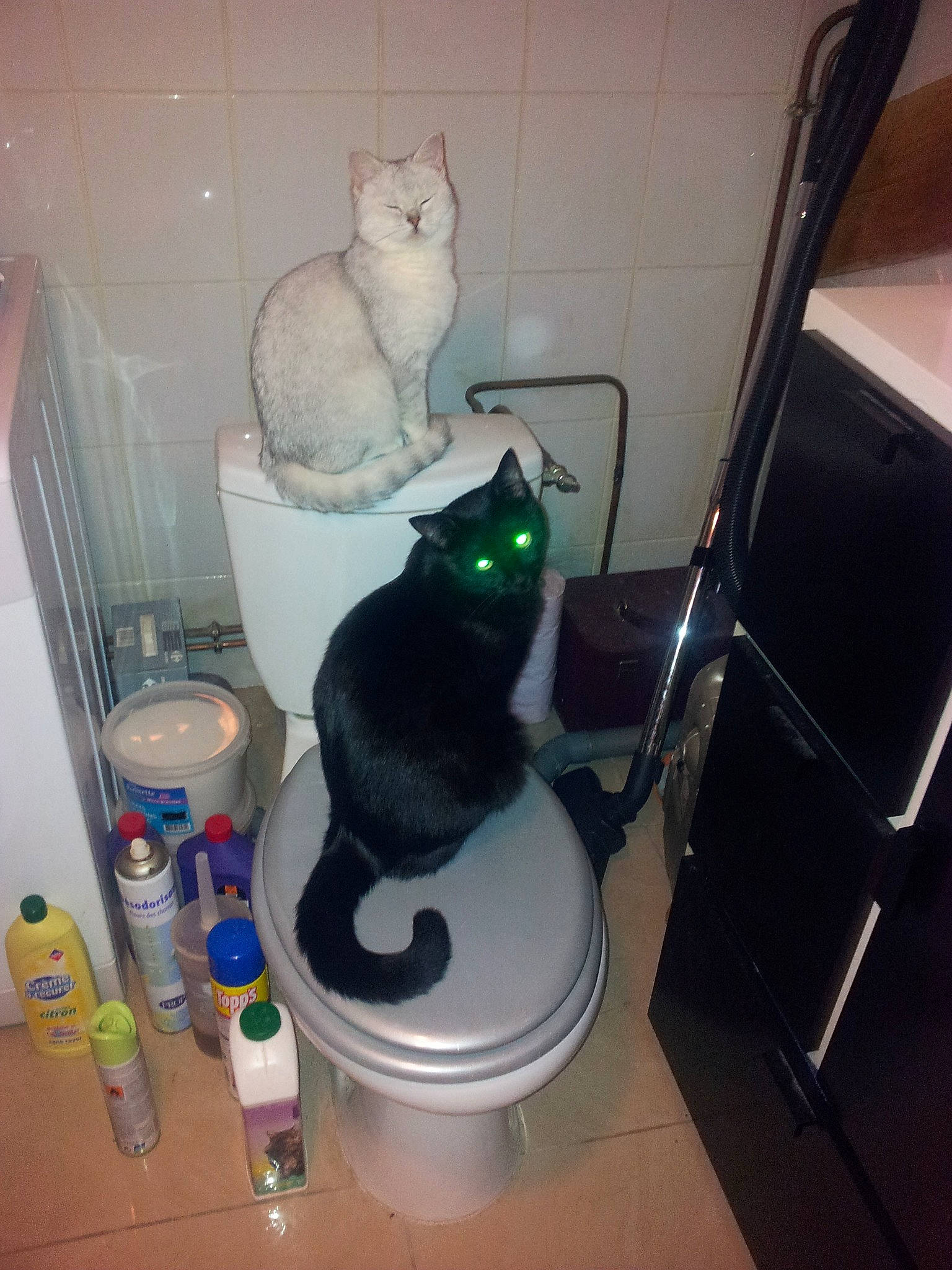 Dewey participe au concours pour gagner de l'argent avec cette photo : bathroom, carnivore, cat, cat_supply, chair, domestic_short_haired_cat, felidae, floor, flooring, fur, gas, household_supply, paper_towel, pet_supply, plumbing, room, small_to_medium_sized_cats, tail, toilet_paper, whiskers