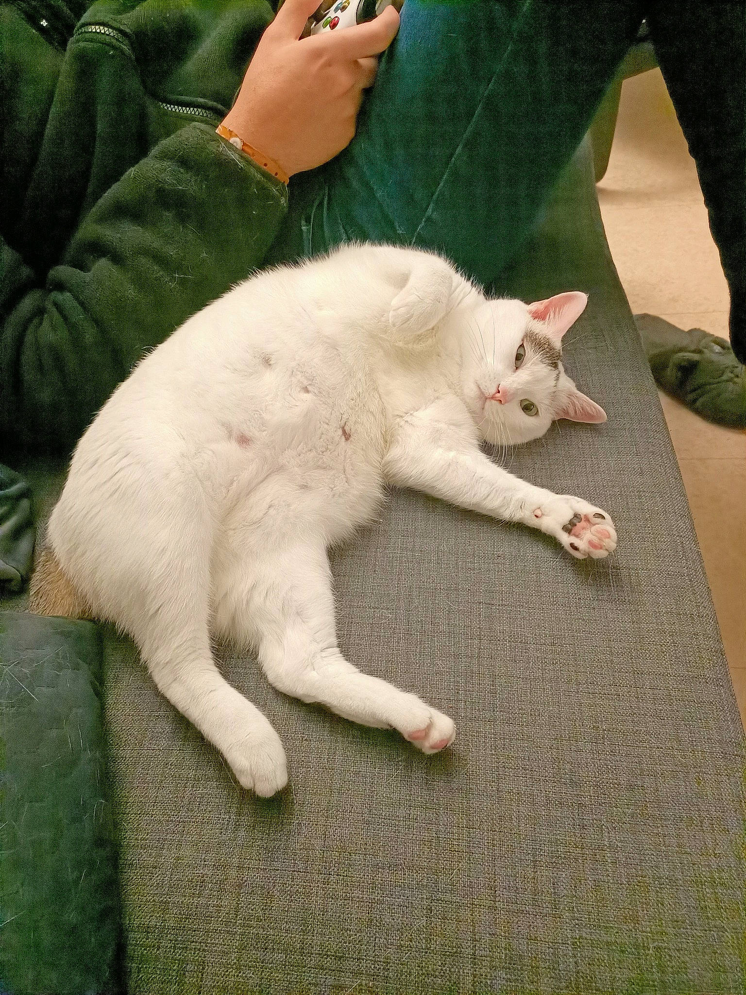 Ebi a rejoint le concours — aidez-le/la à gagner de superbes lots ! carnivore, cat, claw, comfort, domestic_short_haired_cat, eye, fawn, felidae, flooring, grass, human_leg, leg, mammal, paw, small_to_medium_sized_cats, snout, tail, terrestrial_animal, vertebrate, whiskers