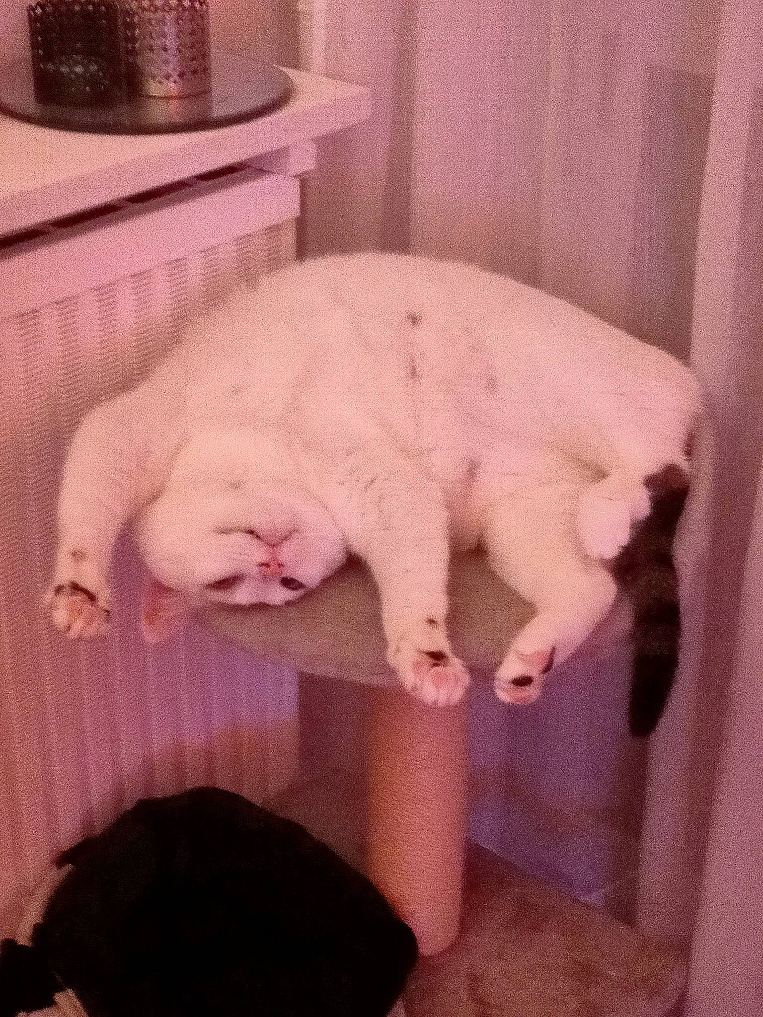 Ebi a rejoint le concours — aidez-le/la à gagner de superbes lots ! canidae, carnivore, cat, cat_supply, claw, comfort, companion_dog, domestic_short_haired_cat, fawn, felidae, fur, linens, paw, pet_supply, pink, room, small_to_medium_sized_cats, snout, tail, whiskers