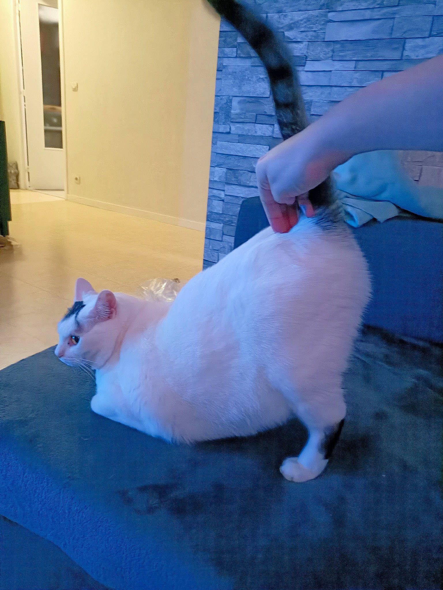 Ebi participe au concours pour gagner de l'argent avec cette photo : canidae, carnivore, cat, comfort, companion_dog, domestic_short_haired_cat, door, fawn, felidae, flooring, foot, fur, lap, mammal, paw, small_to_medium_sized_cats, tail, vertebrate, wall_plate, whiskers