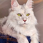 Dutchess is registered to the contest to win money with this photo: cat, fluffy, white_cat, green_eyes, close_up, pet, feline, whiskers, indoor, relaxed, denim, paws, portrait, animal, cute, mammal, soft_fur, long_hair, alert, domestic_animal