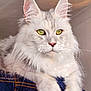 cat, fluffy, white_cat, green_eyes, close_up, pet, feline, whiskers, indoor, relaxed, denim, paws, portrait, animal, cute, mammal, soft_fur, long_hair, alert, domestic_animal