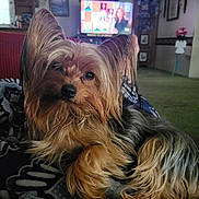 Sadie joined the competition — help win amazing prizes! dog, yorkshire_terrier, pet, fur, blanket, indoor, living_room, television, carpet, cozy, relaxing, close_up, cute, animal, companion, home_decor, furniture, portrait, resting, domestic