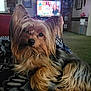 dog, yorkshire_terrier, pet, fur, blanket, indoor, living_room, television, carpet, cozy, relaxing, close_up, cute, animal, companion, home_decor, furniture, portrait, resting, domestic
