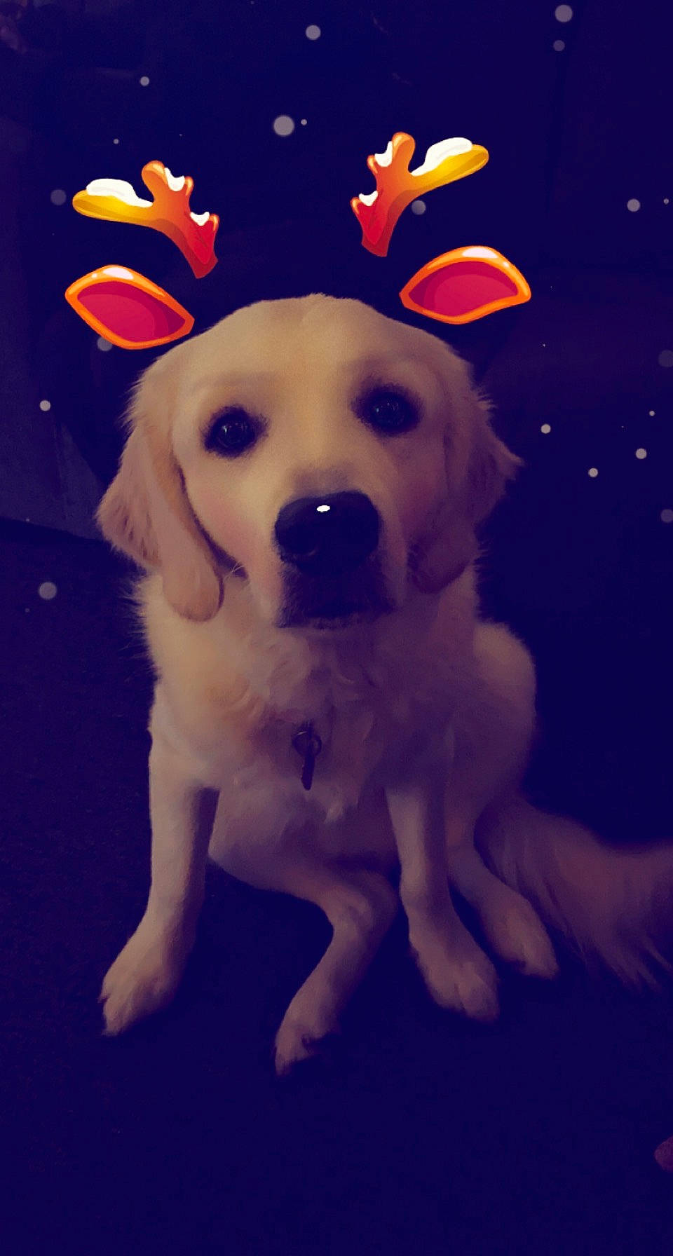 Dunkin joined the competition — help win amazing prizes! ancient_dog_breeds, canidae, carnivore, companion_dog, dog, dog_breed, electric_blue, fawn, flooring, font, fur, happy, hat, logo, non_sporting_group, paw, snout, sporting_group, whiskers, working_animal