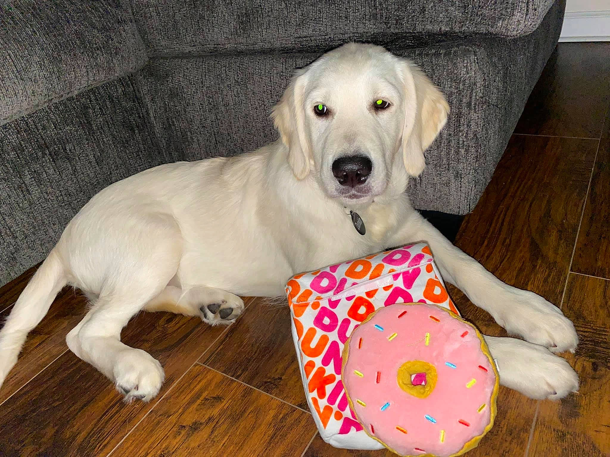 Dunkin joined the competition — help win amazing prizes! canidae, carnivore, collar, comfort, companion_dog, couch, dog, dog_breed, dog_clothes, dog_collar, dog_supply, fawn, flooring, hardwood, paw, pet_supply, snout, sporting_group, wood, working_animal
