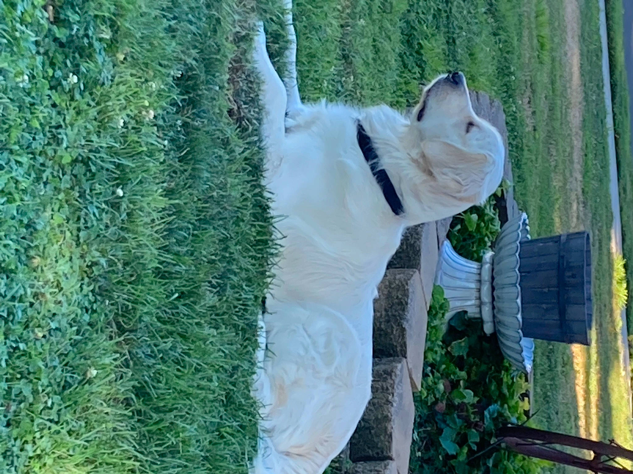 Dunkin is registered to the contest to win money with this photo: carnivore, cockatoo, companion_dog, dog, dog_breed, domestic_short_haired_cat, fawn, felidae, fur, grass, plant, small_to_medium_sized_cats, snout, tail, terrestrial_animal, tree, trunk, whiskers, wood, working_animal