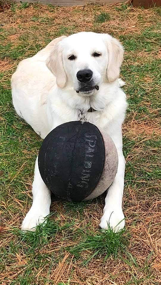 Dunkin is registered to the contest to win money with this photo: ball, canidae, carnivore, companion_dog, dog, dog_breed, football, grass, non_sporting_group, plant, seabird, sitting, soccer_ball, sporting_group, sports_equipment, sports_toy, terrestrial_animal, water_bird, wildlife, working_animal