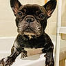 dog, french_bulldog, bathtub, bathroom, wet, paws, pet, animal, tile, cute, looking, close_up, indoor, expression, ears, snout, fur, black, white, paw