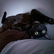 Doom joined the competition — help win amazing prizes! animal, black_cat, cat, claws, couch, cozy, curious, feline, fur, green_eyes, home, indoor, paws, pet, playful, relaxed, resting, soft_lighting, upside_down, whiskers