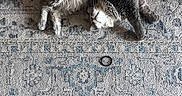 Gizmo is registered to the contest to win money with this photo: cat, fluffy, gray, white, lying_down, stretching, rug, patterned_rug, hair_tie, box, wooden_floor, indoor, pet, relaxed, feline, animal, fur, whiskers, paws, sleepy