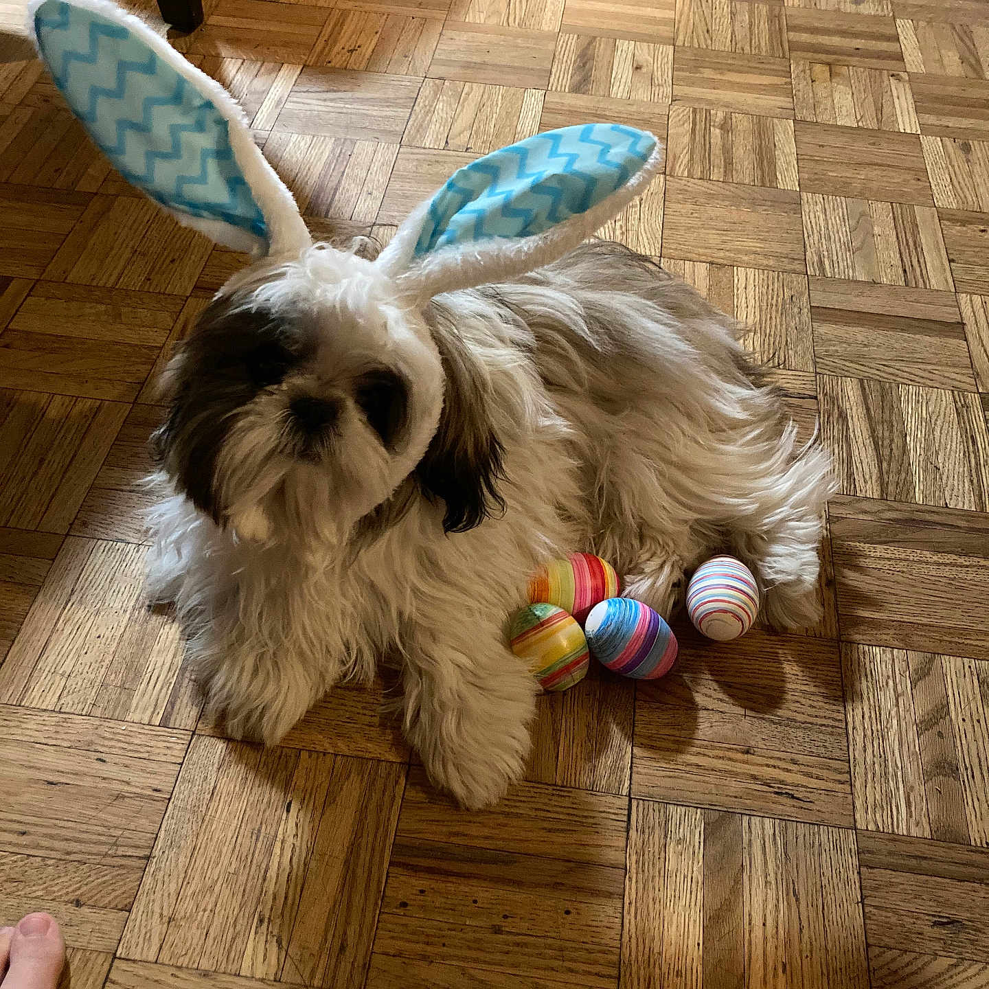 Gizmo joined the competition — help win amazing prizes! dog, bunny_ears, easter_eggs, wooden_floor, parquet, indoor, pet, fluffy, cute, holiday, costume, colorful, decor, animal, laying_down, fur, small_dog, playful, festive, accessory