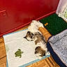 Gizmo joined the competition — help win amazing prizes! puppy, dog, sleeping, floor, red_wall, parquet_floor, toy, turtle_toy, training_pad, dog_bed, artificial_grass, bone_treat, indoor, pet, resting, cozy, corner, furniture, household, cute