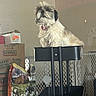Gizmo is registered to the contest to win money with this photo: dog, fluffy, pet, indoor, cart, black_cart, dog_food_bag, moving_boxes, gate, fence, wall, collar, small_dog, animal, household, storage, container, pet_accessory, domestic, curious