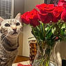 animal, bouquet, cat, decor, ears, eyes, flowers, glass, greenery, home, indoors, pet, portrait, red_flowers, roses, still_life, tabby_cat, table, vase, whiskers