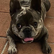 Kash is registered to the contest to win money with this photo: dog, french_bulldog, brindle, tongue_out, pet, animal, lying_down, floor, tile, cute, playful, ears_up, short_hair, muzzle, paw, indoor, companion, domestic_animal, portrait, looking
