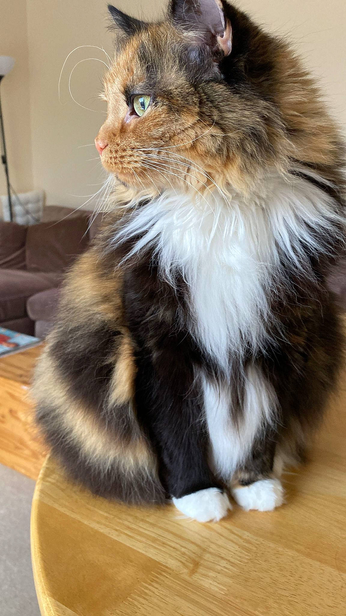 Giselle joined the competition — help win amazing prizes! british_longhair, carnivore, cat, claw, companion_dog, domestic_short_haired_cat, fawn, felidae, foot, fur, hardwood, paw, small_to_medium_sized_cats, snout, table, tail, terrestrial_animal, whiskers