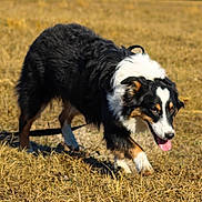 Lori joined the competition — help win amazing prizes! dog, animal, outdoor, grass, field, pet, walking, tongue, tricolor, canine, nature, daytime, mammal, fur, active, playful, summer, leash, happy, ears