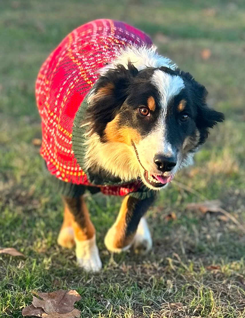 Lori joined the competition — help win amazing prizes! dog, animal, pet, sweater, grass, outdoor, canine, happy, playful, fur, nature, walking, field, closeup, cute, mammal, friendly, portrait, autumn, sunlight