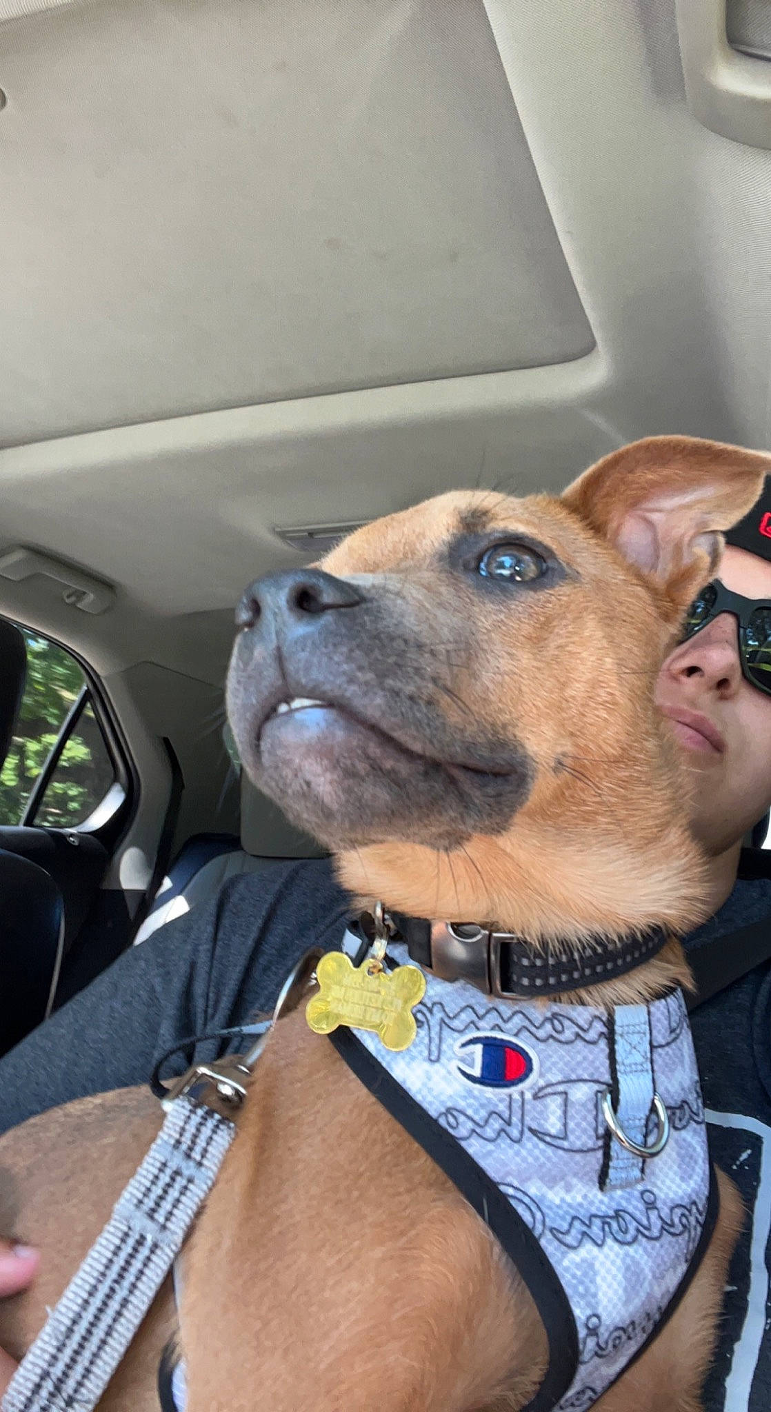 Vinny joined the competition — help win amazing prizes! canidae, carnivore, collar, companion_dog, dog, dog_breed, dog_collar, family_car, fawn, fur, goggles, hat, leash, selfie, snout, sporting_group, sunglasses, vehicle_door, whiskers, working_animal