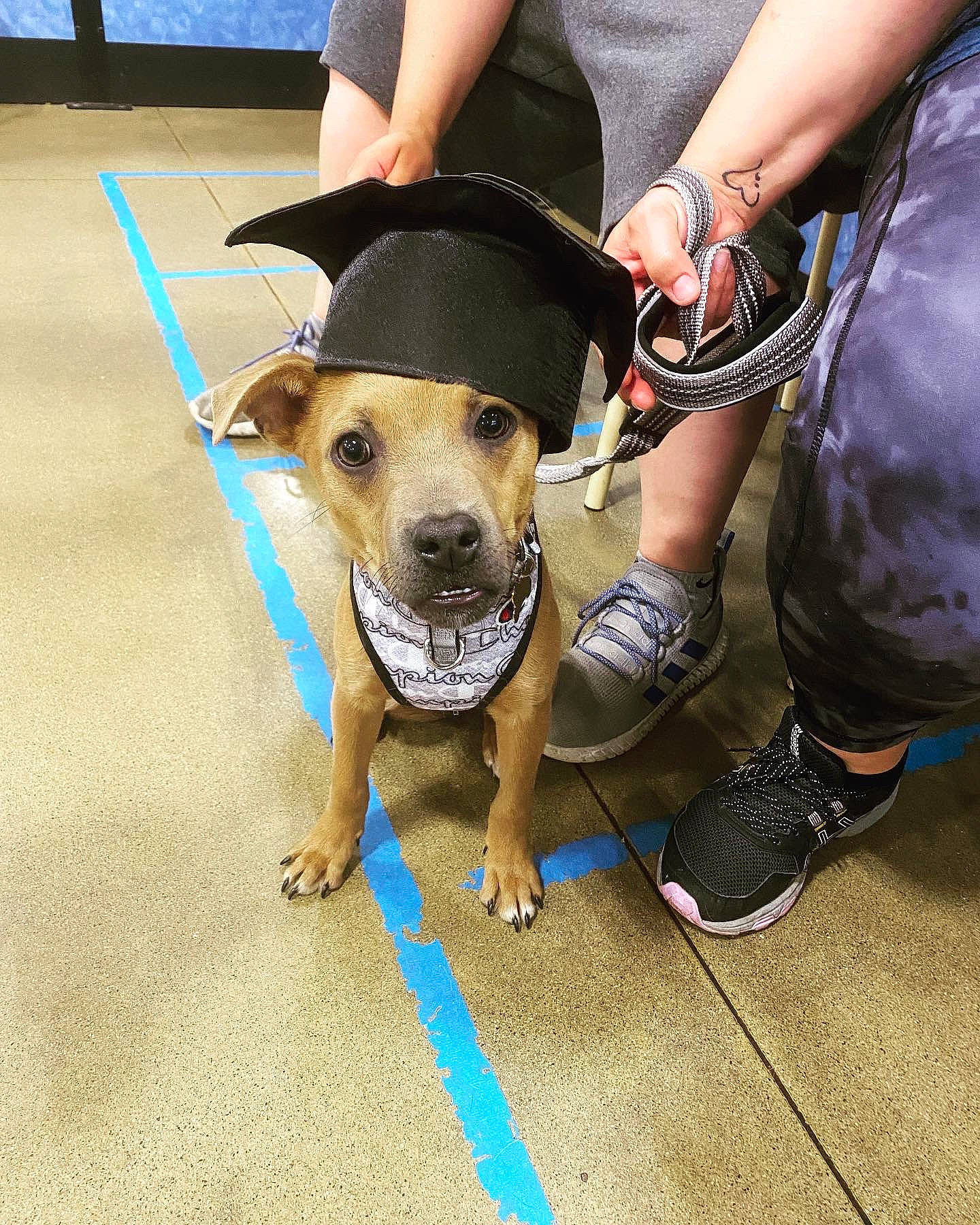 Vinny is registered to the contest to win money with this photo: canidae, carnivore, collar, companion_dog, dog, dog_breed, dog_clothes, dog_collar, dog_supply, fashion_accessory, fawn, flooring, human_leg, leash, paw, pet_supply, shoe, snout, sporting_group, working_animal