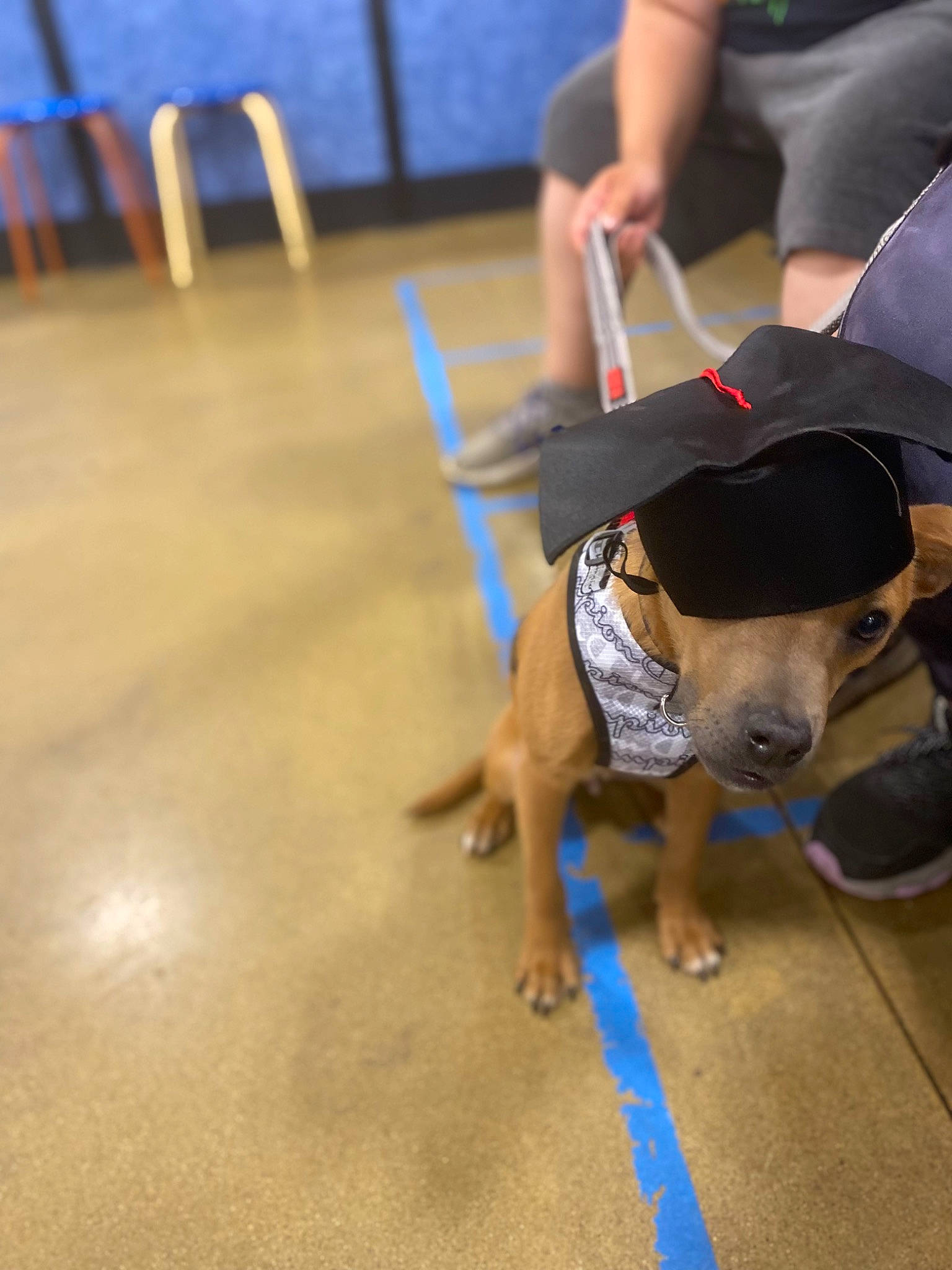 Vinny is registered to the contest to win money with this photo: blue, carnivore, chair, collar, companion_dog, dog, dog_breed, dog_clothes, dog_supply, electric_blue, fashion_accessory, fawn, floor, flooring, hardwood, leash, pet_supply, snout, sporting_group, working_animal